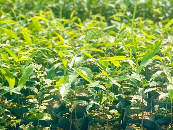 Khám Phá Cây Dó Bầu - Nguồn Gốc Tạo Nên Trầm Hương Quý Hiếm