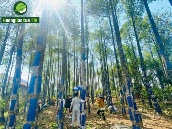 Trầm Hương Cấy Tạo Có Thật Sự Kém Giá Trị? Sự Thật Phía Sau Định Kiến