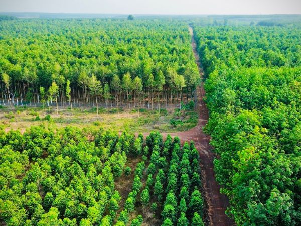 Khánh Hoà - Xứ Sở Trầm Hương: Nguồn Nguyên Liệu Đặc Hữu Của Hương Đạo Xưa TTA